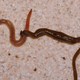 Bipalium kewense killing an eathworm